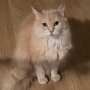 Meet your Posher, Billy